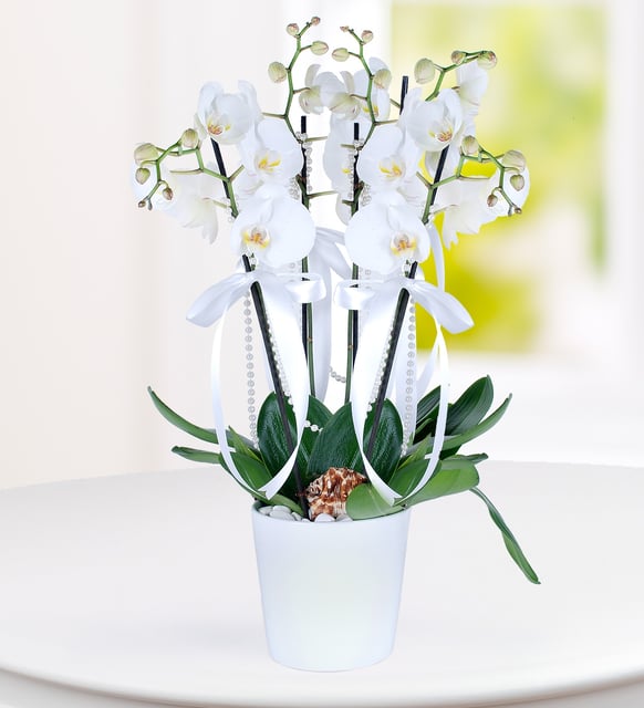 4 Dal Beyaz Phalaenopsis Orkide
