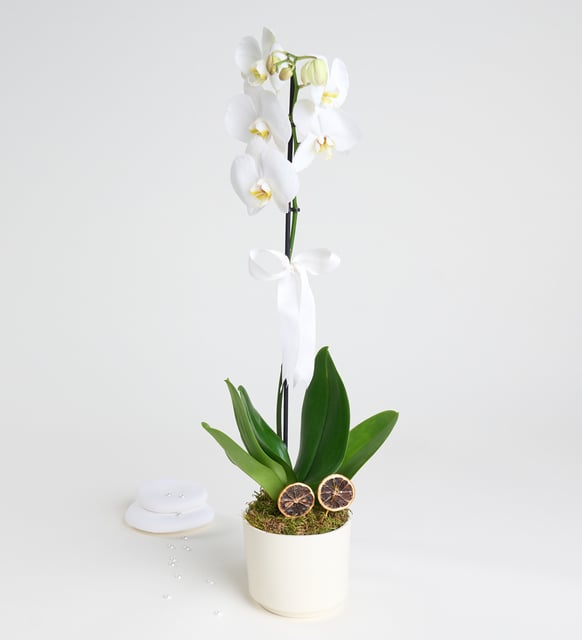 Phalaenopsis Tek Dal Orkide Çiçeği