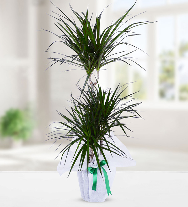 3 Köklü Dracena Marginata