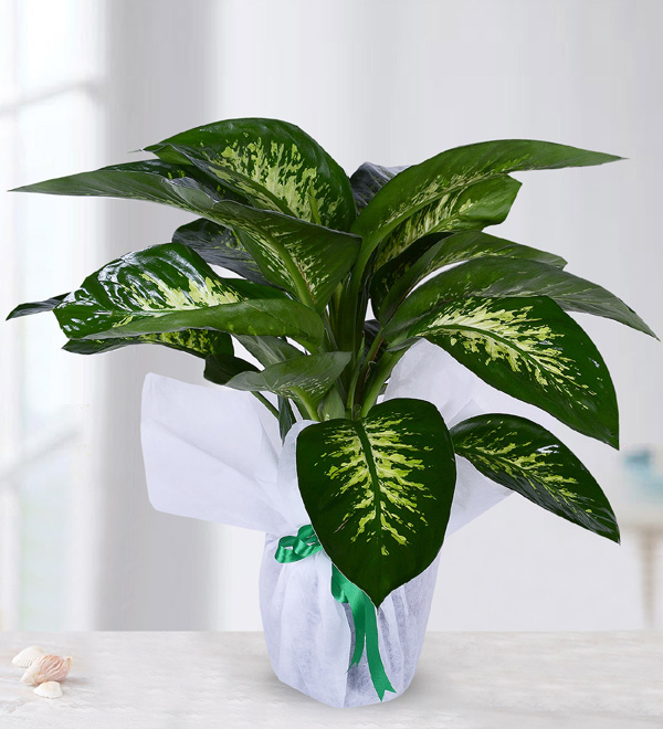 Tropic Snow Difenbahya