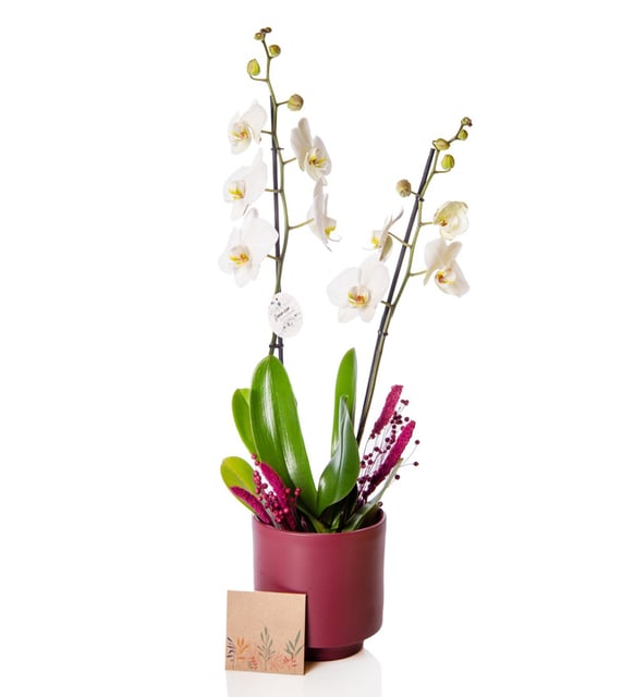 Mürdüm Beton Saksıda Beyaz Çift Dal Phalaenopsis Orkide