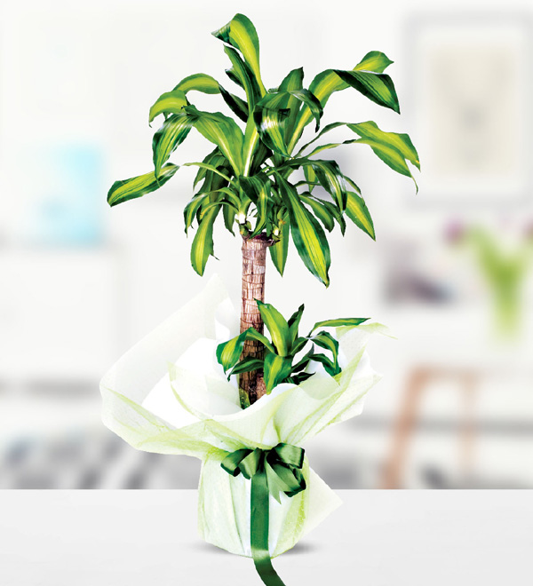 Yucca Massengena 2 Köklü